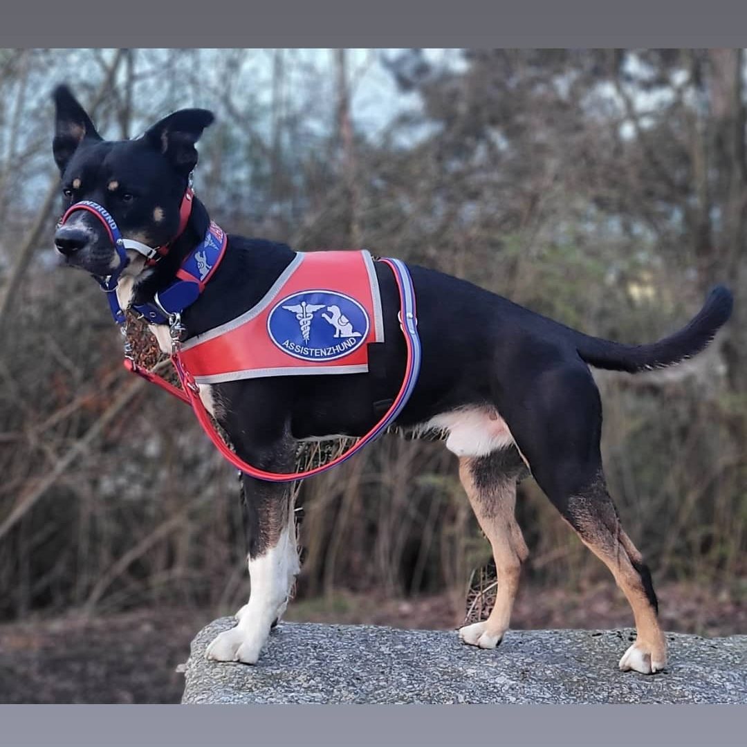 Gepolstertes Hundehalsband aus Biothane „Assistenzhund“ | Large – Bild 3